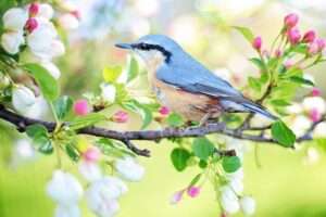 Learn Arabic Animals , Birds names through Hindi