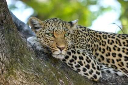 Learn Telugu Animals , Birds names through English - DEVI STUDIOS